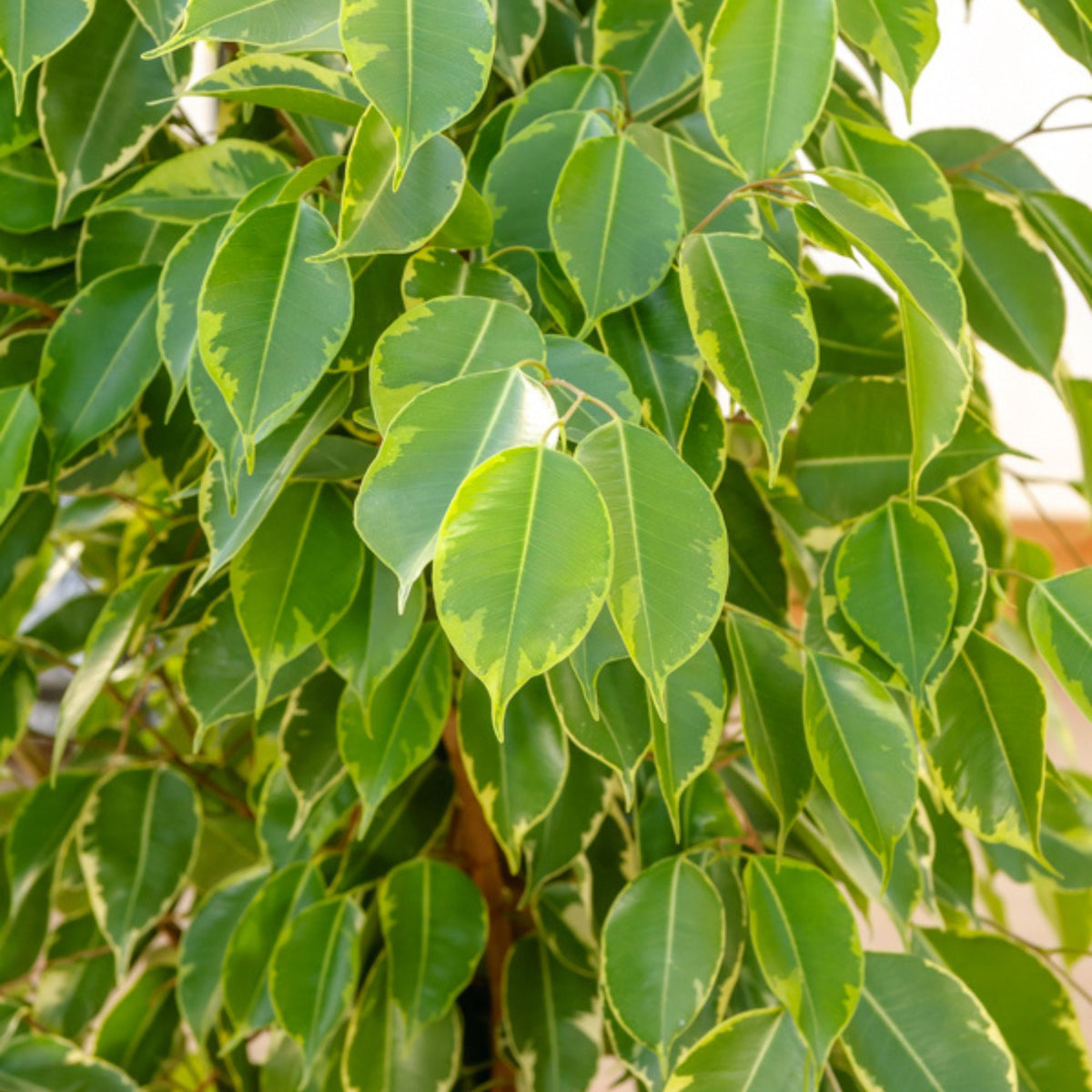Ficus benjamina Golden King - Ficus benjamina Golden King - Bakker