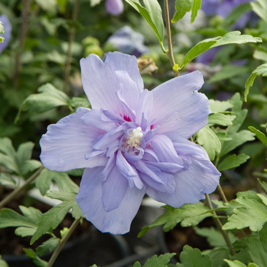 Hibiscus Blue Chiffon - Bakker