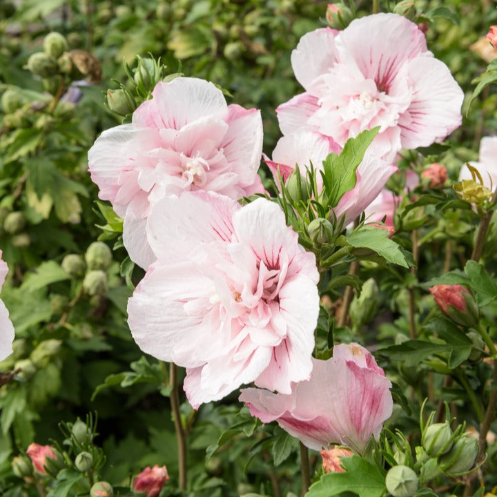 Vente Hibiscus Pink Chiffon - Hibiscus Syriacus Pink Chiffon