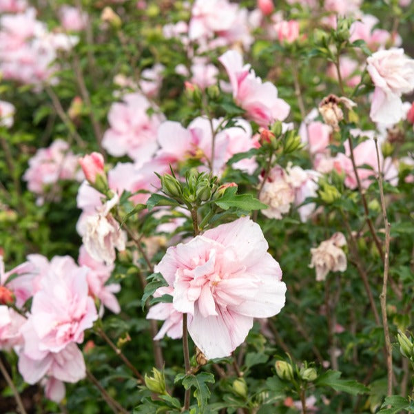 Hibiscus Pink Chiffon - Hibiscus Syriacus Pink Chiffon - Bakker