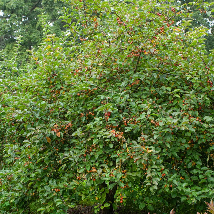 Pommier d'ornement Evereste Perpetu - Malus Evereste Perpetu - Plantes d'extérieur