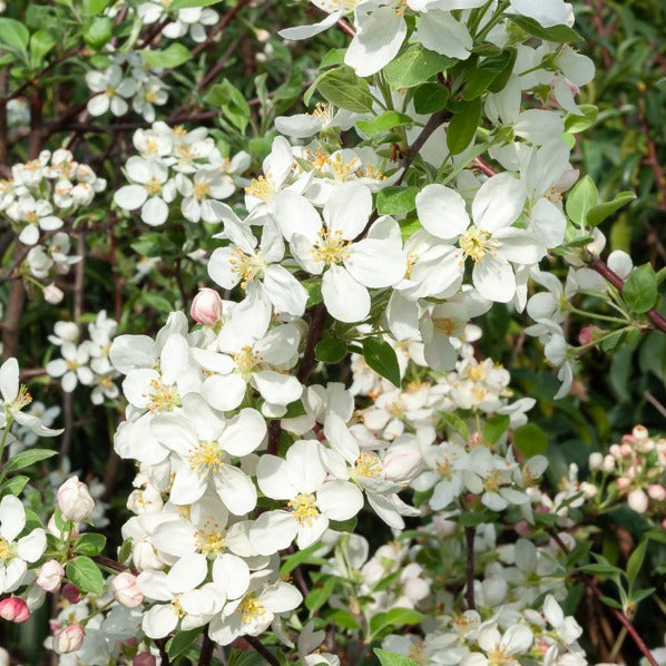 Malus Evereste Perpetu - Pommier d'ornement Evereste Perpetu - Pommier à fleurs