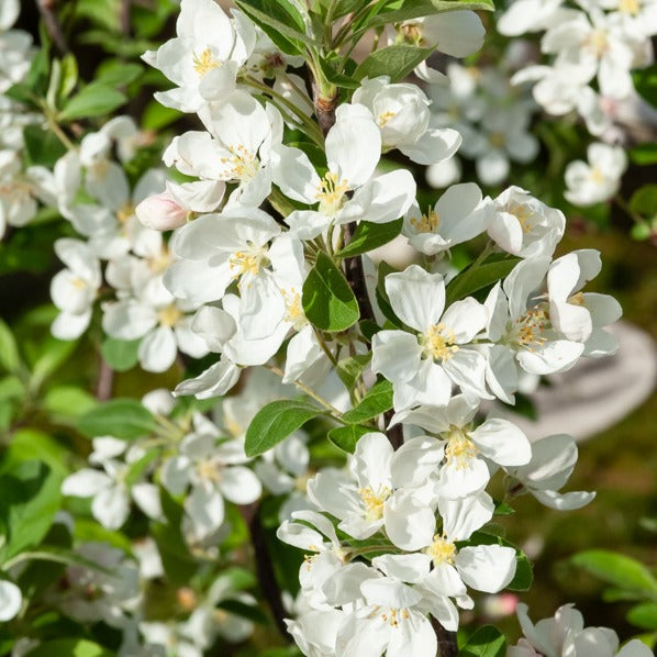 Pommier d'ornement Evereste Perpetu - Malus Evereste Perpetu - Arbres