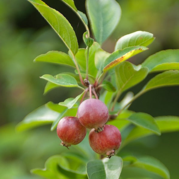 Vente Pommier d'ornement Evereste Perpetu - Malus Evereste Perpetu