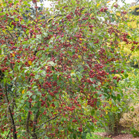 Pommier d'ornement Evereste Perpetu - Malus Evereste Perpetu - Bakker