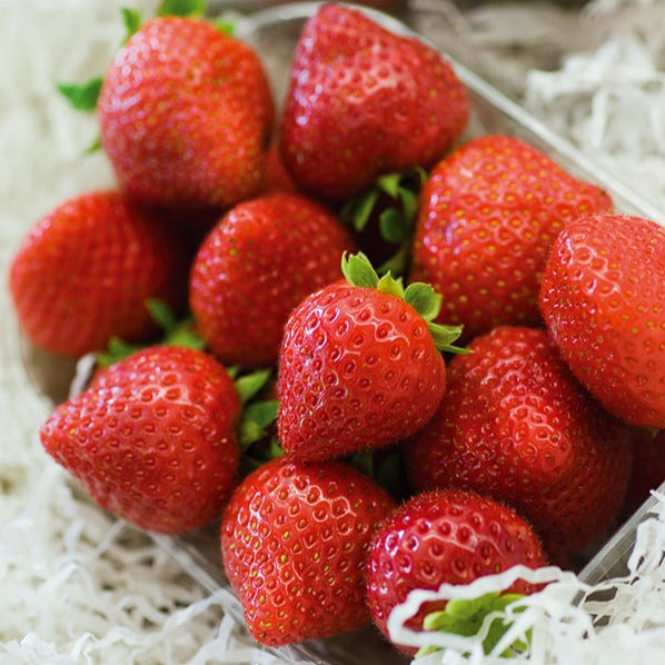 Fragaria x ananassa Charlotte - Fraisier remontant Charlotte - Fraisiers