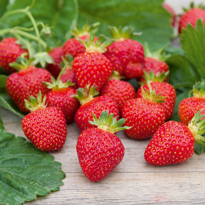 Fraisier Rubis des jardins - Fragaria x ananassa 'Rubis Des Jardins' - Bakker