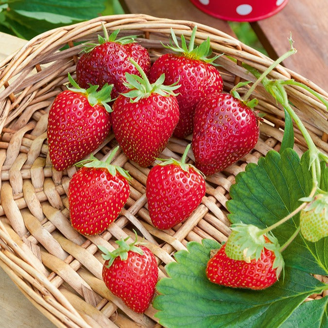 Fraisier remontant Cirafine - Fragaria x ananassa Cirafine - Bakker