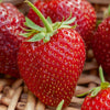 Fraisier remontant Cirafine - Bakker