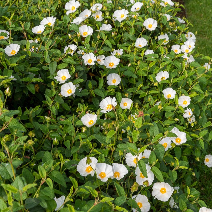 Cistus - Ciste - Ciste des Corbières - Cistus corbariensis