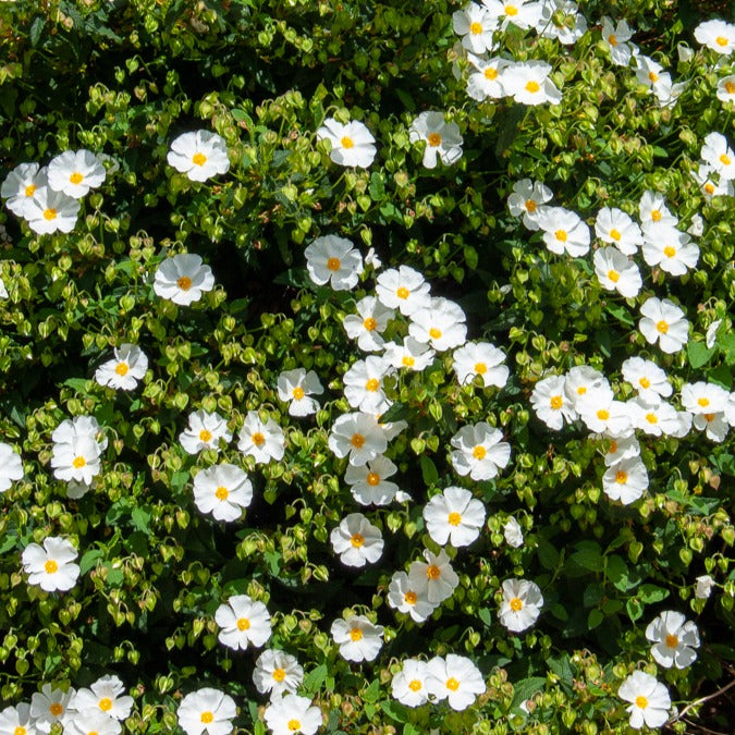 dngemittel fr olivenbaum Olivenbaum Dnger von Flora Boost