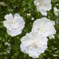 Hibiscus White Chiffon - Bakker