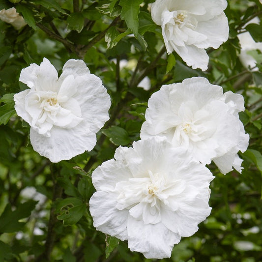 Hibiscus White Chiffon