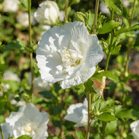 Hibiscus syriacus White Chiffon - Hibiscus White Chiffon - Arbustes sur tige