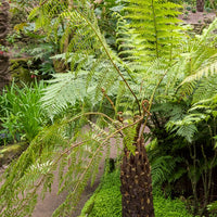 Fougère arborescente de Tasmanie