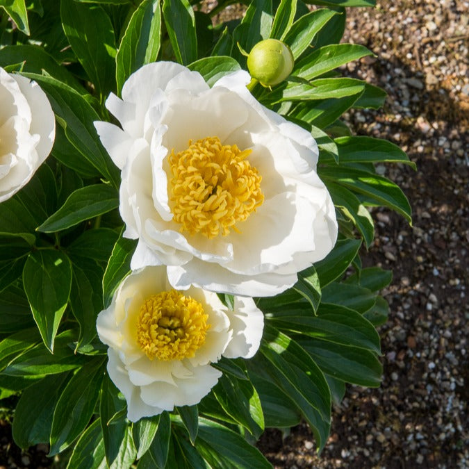 Paeonia lactiflora Jan Van Leeuwen - Pivoine Jan Van Leeuwen - Pivoines