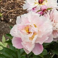 Pivoine Lady Alexandra Duff - Paeonia lactiflora Lady Alexandra Duff - Bakker