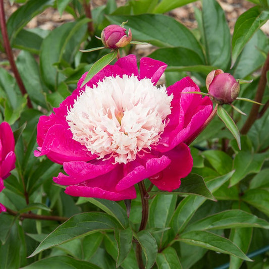 Pivoine White Cap