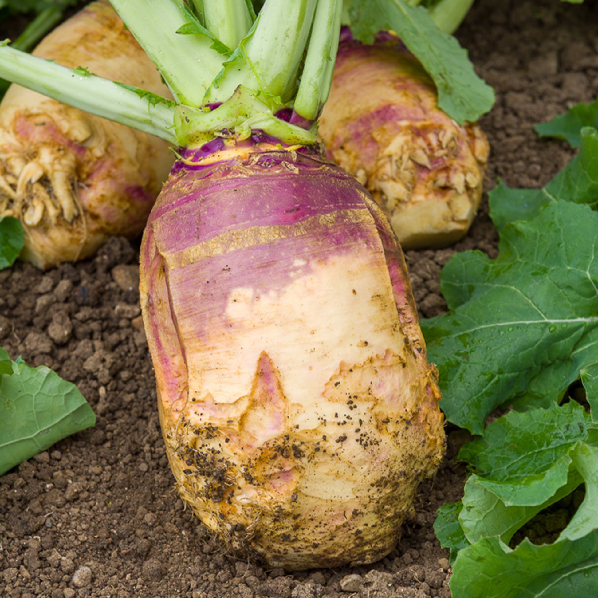 Chou rutabaga Champion jaune à collet rouge - Brassica napus champion - Bakker