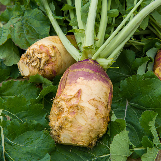 Chou rutabaga Champion jaune à collet rouge - Bakker
