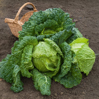 Chou de Milan Gros des Vertus 2 - Brassica oleracea sabauda gros des vertus 2 - Bakker