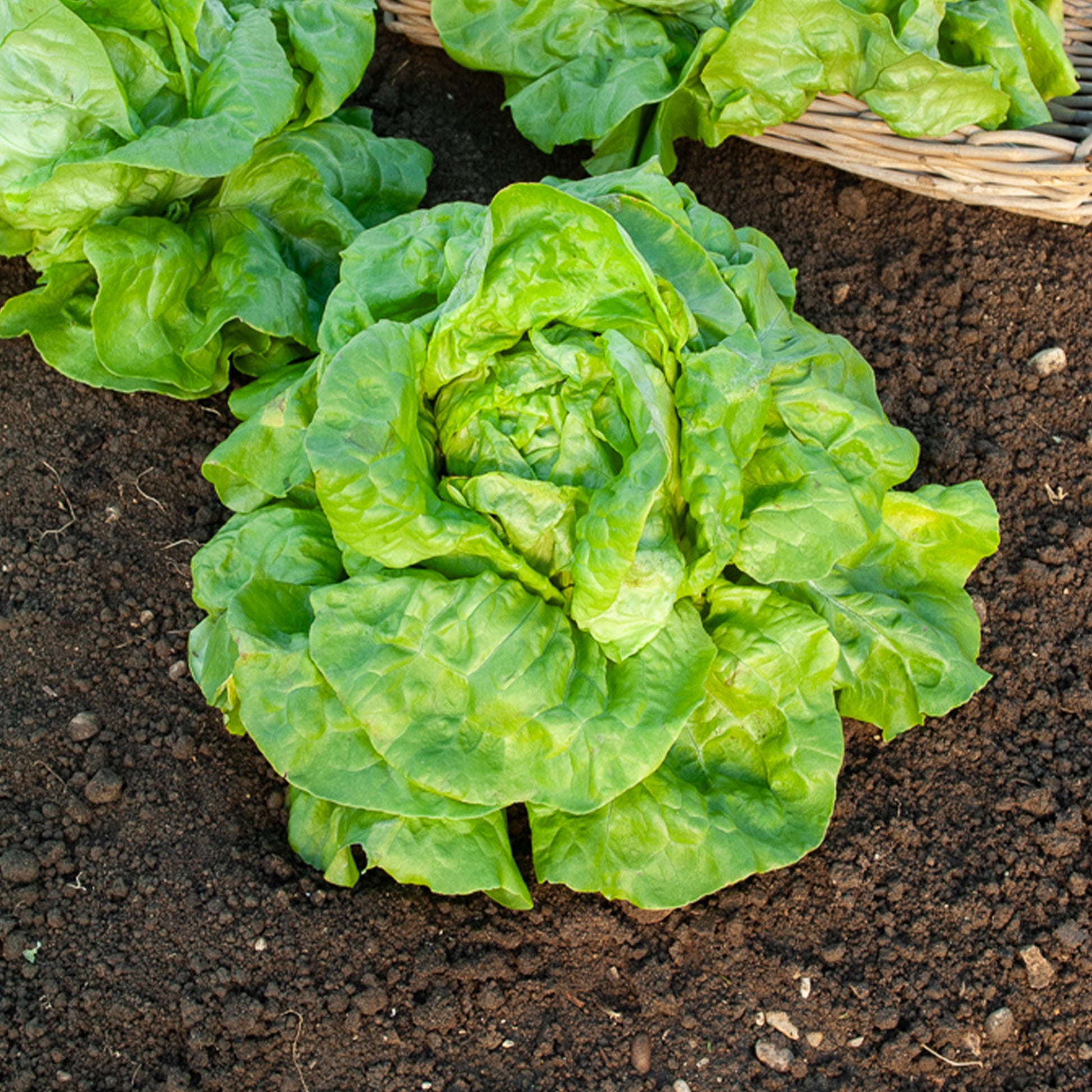 Laitue pommée Verpia - Lactuca sativa verpia (obt. clause) - Bakker