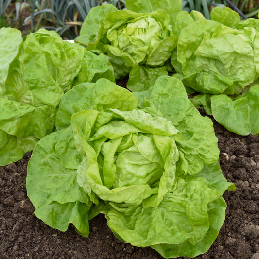 Laitue pommée Grosse blonde paresseuse - Bakker