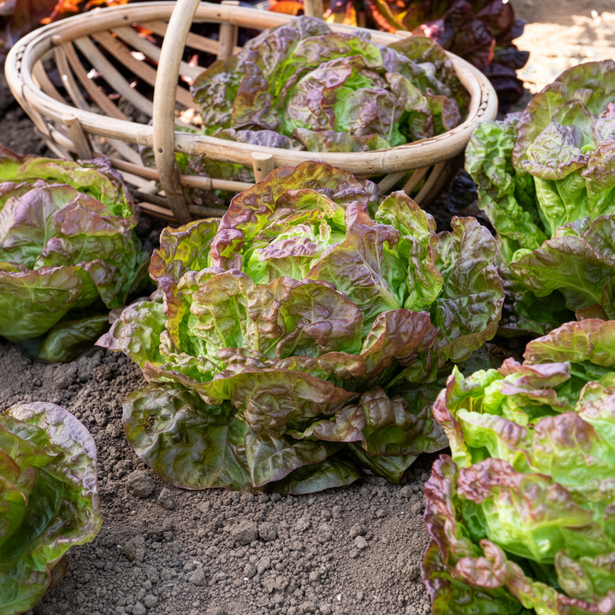 Vente Laitue pommée Merveille des quatre saisons - Lactuca sativa Merveille des Quatre Saisons