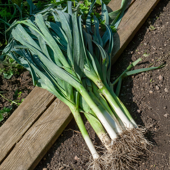 Allium porrum bleu de solaise - Poireau Bleu de Solaise (4 g) - Autres graines de légumes