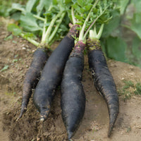 Radis rave Noir gros long d'hiver de Paris - Raphanus sativus noir gros long d'hiver de paris - Bakker