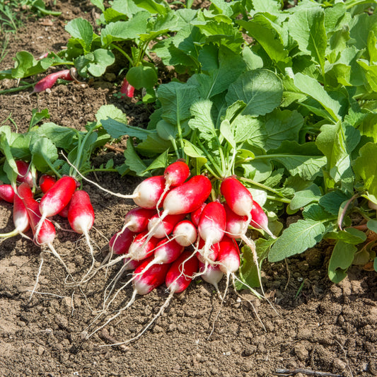 Radis Bamba - Bakker
