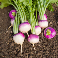 Navet De Nancy (5 g) - Brassica rapa de nancy - Bakker