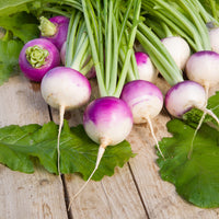 Brassica rapa de nancy - Navet De Nancy (5 g) - Graines de navets
