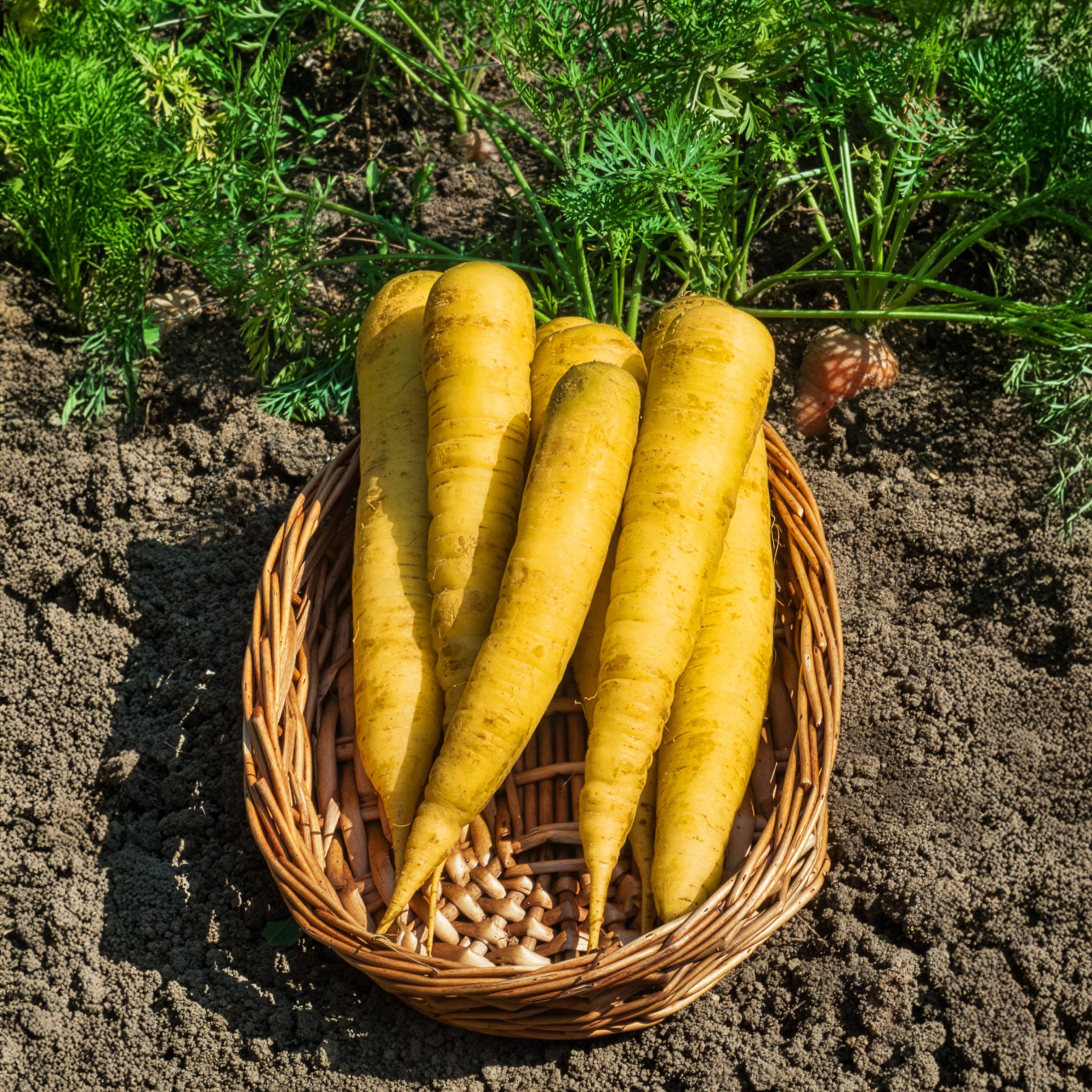 Carotte Jaune de Lobberich - Daucus carota jaune de lobberich jaune du doubs - Bakker