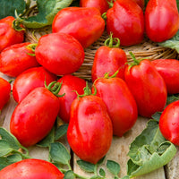 Collection de Tomates - Collection 4 tomates : Rose de Berne, Roma, Merveille des marchés, Sw - Bakker