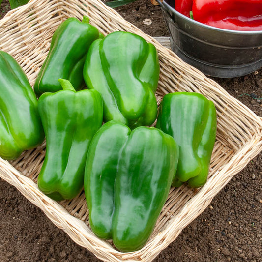 Poivron vert Lamuyo F1 - Bakker