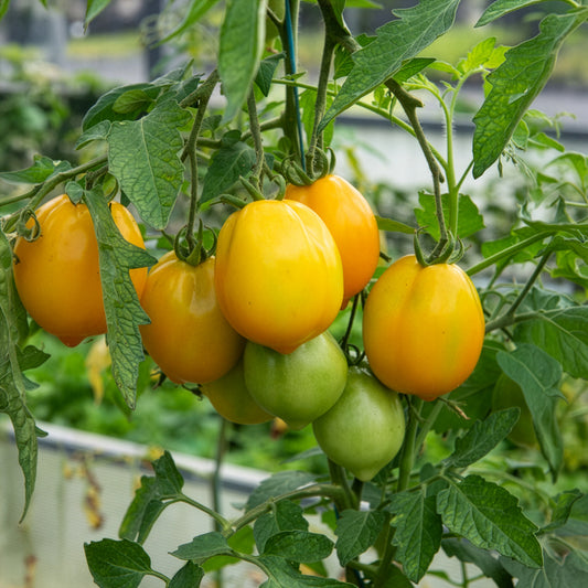Tomate citron - Lemon Tree - Bakker
