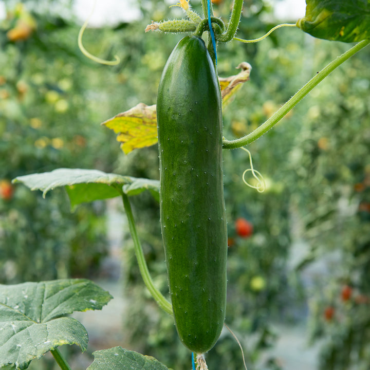 Concombre à feuilles de figuier - Cucumis ficifolius | Achat en ligne ...