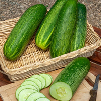Concombre Le Généreux - Cucumis sativus le généreux - Bakker