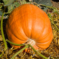 Potiron Atlantic Giant - Cucurbita maxima atlantic giant - Bakker