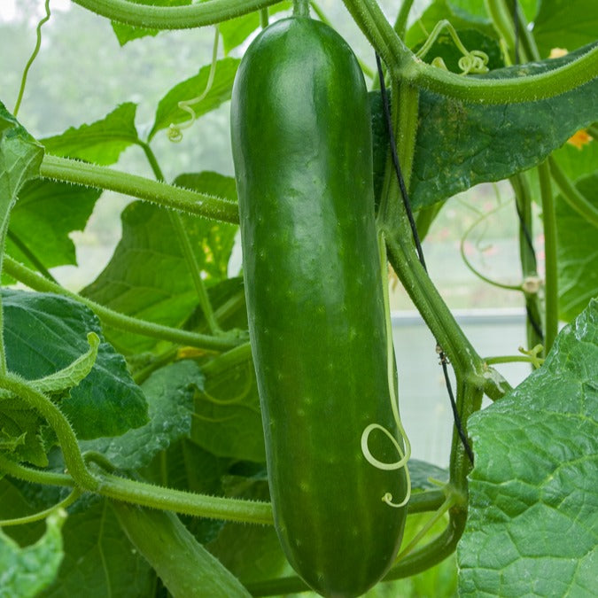 Graines de concombres - Concombre Vert long maraîcher - Cucumis sativus vert long maraîcher