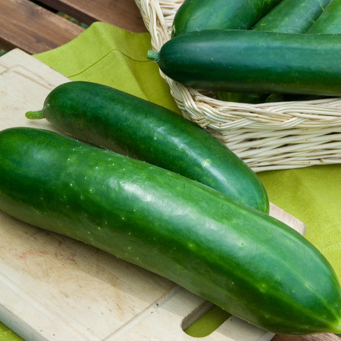 Graines De Cornichon Krak H – Environ 24 Graines, Croissance Rapide, Plein Soleil