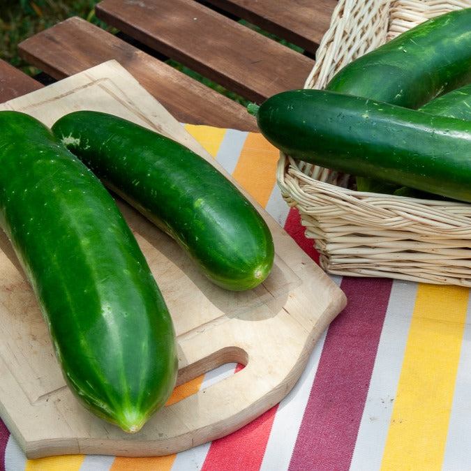 Cucumis sativus vert long maraîcher - Concombre Vert long maraîcher - Graines de concombres