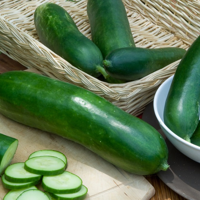Concombre Vert long maraîcher - Cucumis sativus vert long maraîcher - Bakker