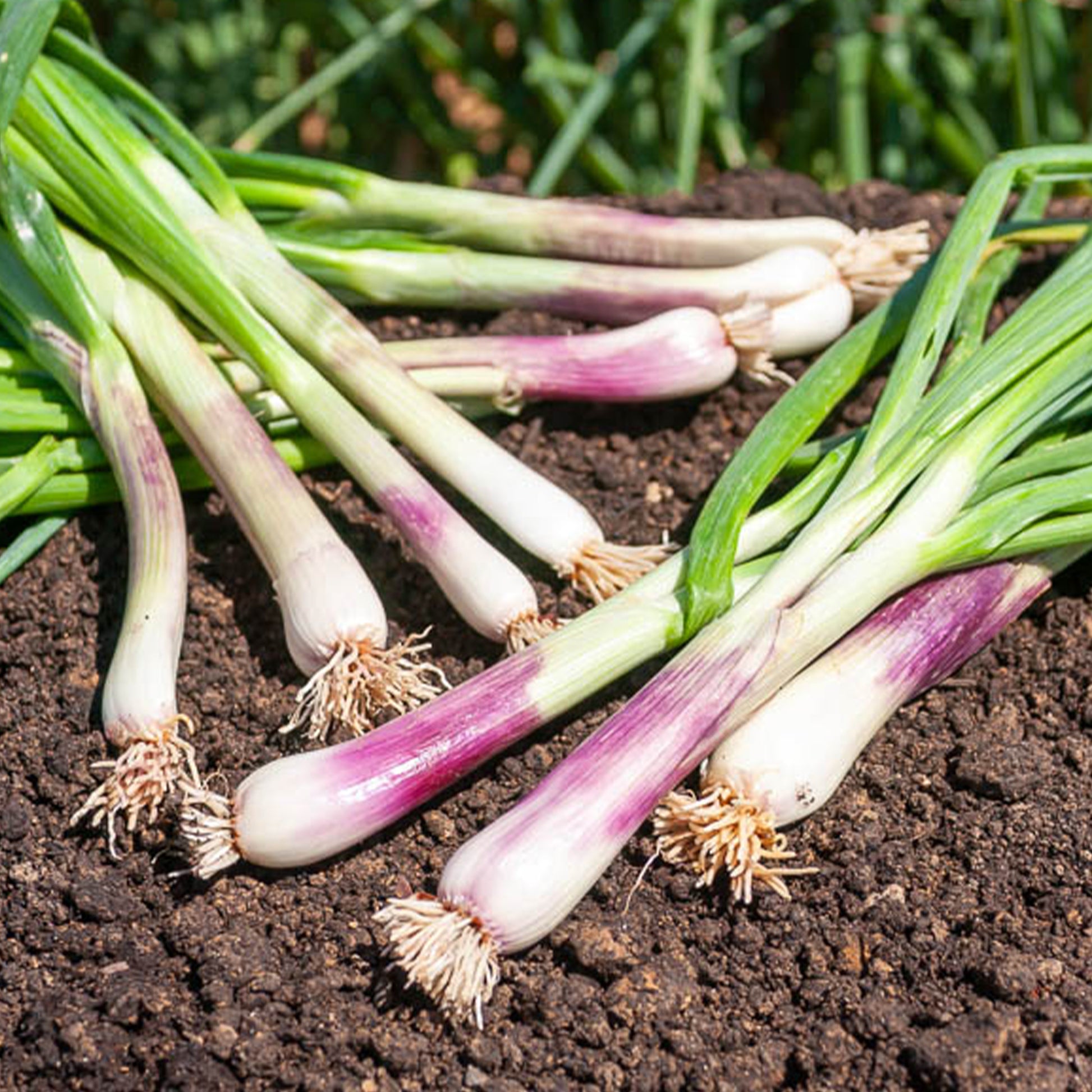 Ciboule Commune Rouge - Allium fistulosum - Bakker