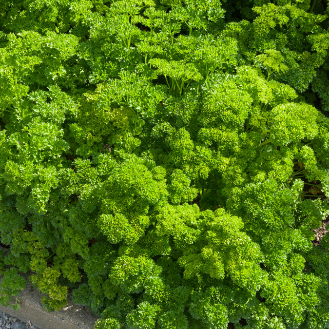 Persil frisé Bravour - Petroselinum crispum Bravour - Bakker