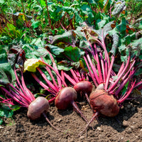 Betterave noire d'Egypte Bio - Beta vulgaris d'egypte - Bakker