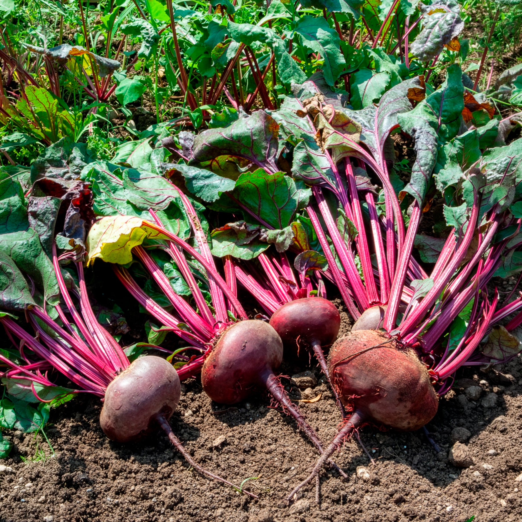 Betterave noire d'Egypte Bio - Beta vulgaris d'egypte - Bakker