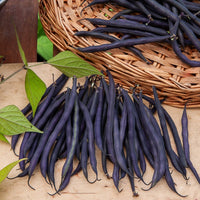 Haricot à rames à cosse violette - Phaseolus vulgaris - Bakker