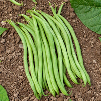 Haricot nain extra fin Novirex - Phaseolus vulgaris Novirex - Bakker